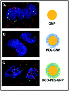 Graphical abstract: Optimization of PEG coated nanoscale gold particles for enhanced radiation therapy