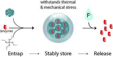 Graphical abstract: Immobilizing and de-immobilizing enzymes on mesoporous silica
