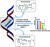 Graphical abstract: Comparative study of dG affinity vs. DNA methylation modulating properties of side chain derivatives of procainamide: insight into its DNA hypomethylating effect