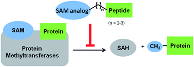Graphical abstract: Facile synthesis of SAM–peptide conjugates through alkyl linkers targeting protein N-terminal methyltransferase 1