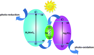 Graphical abstract: A Z-scheme visible-light-driven Ag/Ag3PO4/Bi2MoO6 photocatalyst: synthesis and enhanced photocatalytic activity