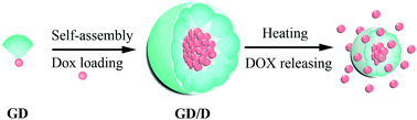 Graphical abstract: Self-assembled thermosensitive nanoparticles based on oligoethylene glycol dendron conjugated doxorubicin: preparation, and efficient delivery of free doxorubicin