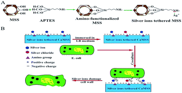 Graphical abstract: Tethering silver ions on amino-functionalized mesoporous silica for enhanced and sustained antibacterial properties