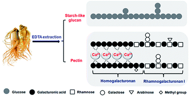 Graphical abstract: Structural analysis of ginseng polysaccharides extracted by EDTA solution