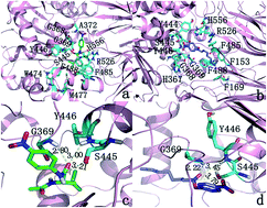 Graphical abstract: Exploring the different ligand escape pathways in acylaminoacyl peptidase by random acceleration and steered molecular dynamics simulations