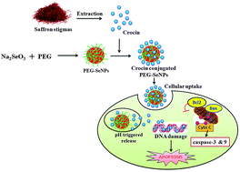 Graphical abstract: PEG functionalized selenium nanoparticles as a carrier of crocin to achieve anticancer synergism
