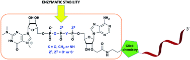 Graphical abstract: Clickable trimethylguanosine cap analogs modified within the triphosphate bridge: synthesis, conjugation to RNA and susceptibility to degradation