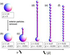 Graphical abstract: A model of vesicle tubulation and pearling induced by adsorbing particles
