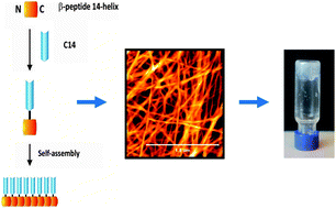 Graphical abstract: A self-assembling β-peptide hydrogel for neural tissue engineering