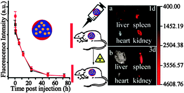 Graphical abstract: A strategy for effective radioprotection by chitosan-based long-circulating nanocarriers