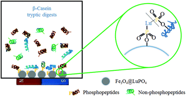 Graphical abstract: Development of magnetic LuPO4 microspheres for highly selective enrichment and identification of phosphopeptides for MALDI-TOF MS analysis