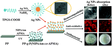 Graphical abstract: Hemocompatible, antioxidative and antibacterial polypropylene prepared by attaching silver nanoparticles capped with TPGS