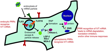 Graphical abstract: Strategies for modulating innate immune activation and protein production of in vitro transcribed mRNAs