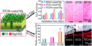 Graphical abstract: Enhanced osteoblast differentiation and osseointegration of a bio-inspired HA nanorod patterned pore-sealed MgO bilayer coating on magnesium