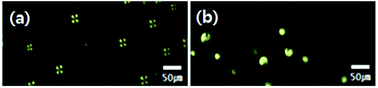 Graphical abstract: Anti-IgG-anchored liquid crystal microdroplets for label free detection of IgG