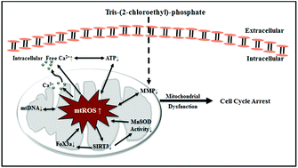 Graphical abstract: Involvement of ROS-mediated mitochondrial dysfunction and SIRT3 down-regulation in tris(2-chloroethyl)phosphate-induced cell cycle arrest