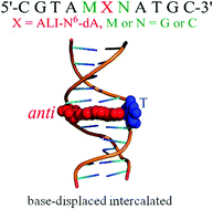 Graphical abstract: Effect of base sequence context on the conformational heterogeneity of aristolactam-I adducted DNA: structural and energetic insights into sequence-dependent repair and mutagenicity