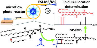 Graphical abstract: A method of coupling the Paternò–Büchi reaction with direct infusion ESI-MS/MS for locating the C [[double bond, length as m-dash]] C bond in glycerophospholipids