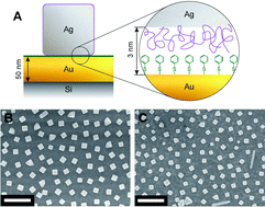 Graphical abstract: Investigating the effect of Ag nanocube polydispersity on gap-mode SERS enhancement factors