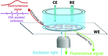 Graphical abstract: Electron spin resonance and fluorescence imaging assisted electrochemical approach for accurate and comprehensive monitoring of cellular hydrogen peroxide dynamics