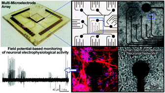 Graphical abstract: In vitro field potential monitoring on a multi-microelectrode array for the electrophysiological long-term screening of neural stem cell maturation