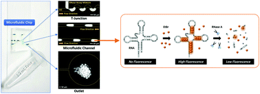 Graphical abstract: Analysis of ribonuclease activity in sub-nanoliter droplets by label-free fluorescence measurements