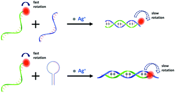 Graphical abstract: A fluorescence anisotropy study of the DNA hybridization reaction mediated by formation of the C–Ag+–C structure