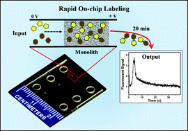 Graphical abstract: On-chip fluorescent labeling using reversed-phase monoliths and microchip electrophoretic separations of selected preterm birth biomarkers