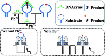 Graphical abstract: A label-free DNAzyme-based nanopore biosensor for highly sensitive and selective lead ion detection