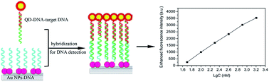Graphical abstract: Fabrication of fluorescence enhancement of quantum dots on a gold colloid formed film for oligonucleotide DNA detection