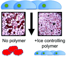 Graphical abstract: Enhanced non-vitreous cryopreservation of immortalized and primary cells by ice-growth inhibiting polymers
