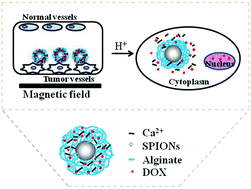 Graphical abstract: High drug loading and pH-responsive targeted nanocarriers from alginate-modified SPIONs for anti-tumor chemotherapy