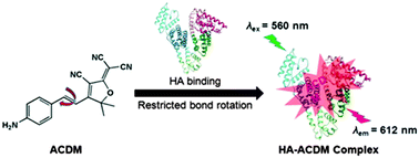 Graphical abstract: A rapid-response fluorescent probe for the sensitive and selective detection of human albumin in plasma and cell culture supernatants