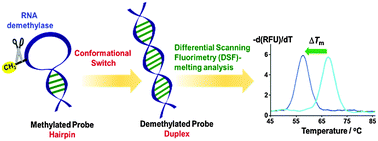 Graphical abstract: A methylation-switchable conformational probe for the sensitive and selective detection of RNA demethylase activity