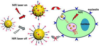 Graphical abstract: Thermal-activated nanocarriers for the manipulation of cellular uptake and photothermal therapy on command