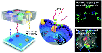 Graphical abstract: Switchable probes: pH-triggered and VEGFR2 targeted peptides screening through imprinting microarray