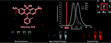 Graphical abstract: Nebraska Red: a phosphinate-based near-infrared fluorophore scaffold for chemical biology applications