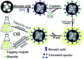 Graphical abstract: Specific enrichment combined with highly efficient solid-phase tagging for the sensitive detection of heparin based on boronic acid-functionalized mesoporous silica nanospheres