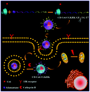 Graphical abstract: Programmed photosensitizer conjugated supramolecular nanocarriers with dual targeting ability for enhanced photodynamic therapy