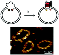 Graphical abstract: Studies of G-quadruplexes formed within self-assembled DNA mini-circles