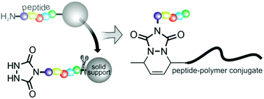 Graphical abstract: Easy access to triazolinedione-endcapped peptides for chemical ligation