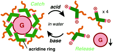 Graphical abstract: A pH-responsive molecular capsule with an acridine shell: catch and release of large hydrophobic compounds