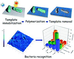 Graphical abstract: Bacteria-templated fabrication of a charge heterogeneous polymeric interface for highly specific bacterial recognition