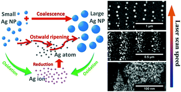 Graphical abstract: Laser induced mechanisms controlling the size distribution of metallic nanoparticles