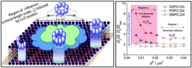 Graphical abstract: Nanoscale dynamics of phospholipids reveals an optimal assembly mechanism of pore-forming proteins in bilayer membranes