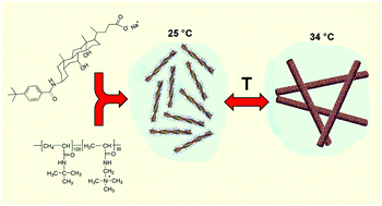 Graphical abstract: Supramolecular assembly of a thermoresponsive steroidal surfactant with an oppositely charged thermoresponsive block copolymer