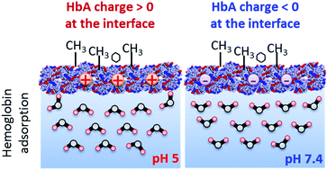Graphical abstract: Change of the isoelectric point of hemoglobin at the air/water interface probed by the orientational flip-flop of water molecules