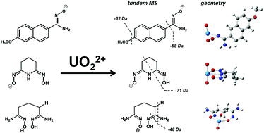 Graphical abstract: The coordination of amidoxime ligands with uranyl in the gas phase: a mass spectrometry and DFT study
