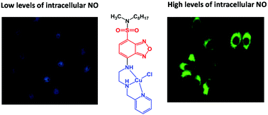 Graphical abstract: A lipophilic copper(ii) complex as an optical probe for intracellular detection of NO