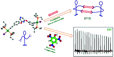 Graphical abstract: Design of a flexible organometallic tecton: host–guest chemistry with picric acid and self-assembly of platinum macrocycles